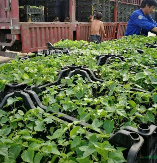 楸樹(shù)，楸樹(shù)苗。