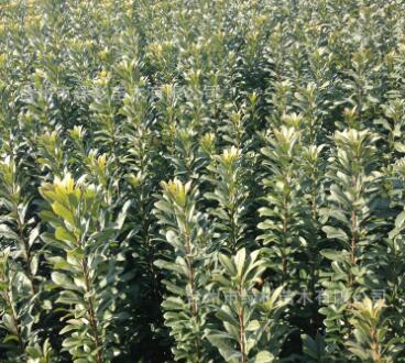 基地培育裸根嫁接一年大乒乓球東魁楊梅苗東方明珠科技楊梅果樹苗