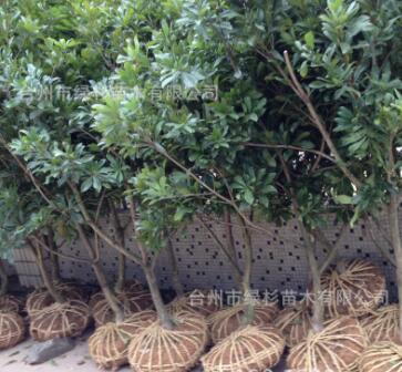 批發正宗發祥地樹徑五之六厘米帶土球東魁楊梅樹黑炭楊梅樹苗