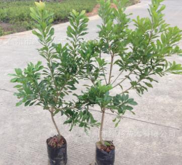 批發優質正宗原產地　二年營養缽東魁楊梅樹苗