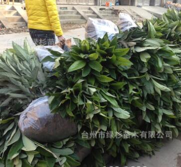 白砂枇杷苗.批發正宗一年裸根嫁接寧海白枇杷苗白荔枝果樹種苗木