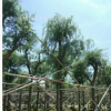 串錢柳　紅千層　多花　苗木報價　植物　園林設計　綠化工程