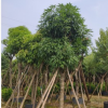 扁桃15-16cm假植苗行道樹中山基地直銷