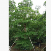 孤植例植皆可小葉欖仁 觀賞極高雨傘樹