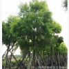 黃金香柳　千層金　彩葉　植物　樓盤苗木　庭園　黃葉　報價