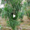大型綠植盆栽 海南龍血樹 造型龍須基地批發(fā) 室內門口花卉