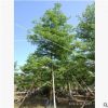 精品苗木 小葉欖仁 假植苗19-20分 中山花木基地
