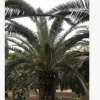 加拿利海棗 假植苗 中山苗木基地直銷