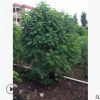 叢生黃槐盆栽高灌縱黃花槐中山花廠直銷