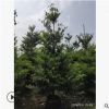 苗圃批發盆栽水石榕地徑9-10厘米行道樹工程苗海南杜英