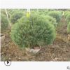 直銷高度90-100厘米木麻黃 木麻黃球
