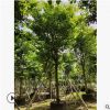 宮粉紫荊胸徑15-16cm樓盤大型綠植行道工程苗洋紫荊中山基地直銷