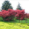 直銷日本紅楓小苗 嫁接小苗 日本紅楓 保證品種質(zhì)量價格優(yōu)惠