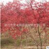日本紅楓樹苗批發(fā)綠化苗木日本紅楓精品盆景行道風景觀葉植物