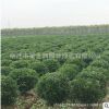 基地直銷大葉黃楊球園林綠化苗木色塊綠籬量大從優(yōu)大葉黃楊球苗