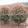 批發(fā)紅葉石楠球綠化苗木色塊綠籬庭園觀賞植物量大從優(yōu)紅葉石楠球