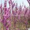 紫荊樹苗批發(fā)園林綠化苗木紫荊盆景地栽庭院花卉植物滿條紅