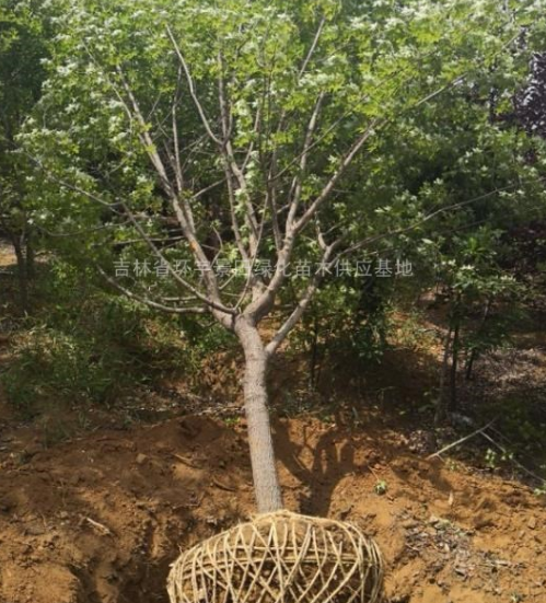 元寶楓，叢生元寶楓