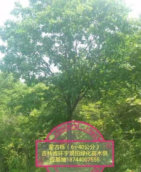 五角楓，蒙古櫟，水曲柳，山槐，插條槭，暴馬丁香，白樺