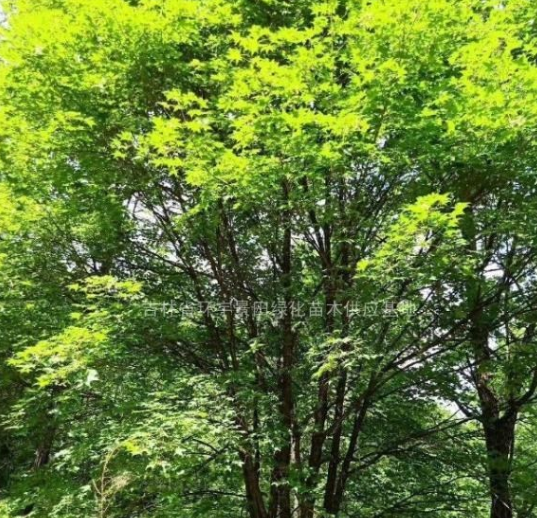 五角楓單株叢生大徑*