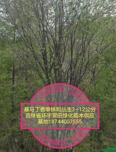 叢生白樺，叢生暴馬丁香，叢生山丁子，各種規格