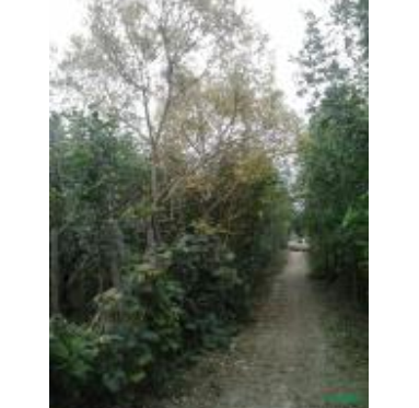 山東原生冠金枝國槐