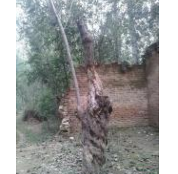 古槐樹行情報(bào)價(jià)\古槐樹圖片展示