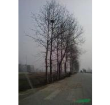 法桐報(bào)價(jià)/山東法桐報(bào)價(jià)