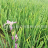 鳶尾 水生鳶尾藍(lán)花鳶尾 觀花植物 水生植物 凈化水質(zhì) 河道綠化