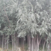 柳樹