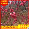 碧桃價格 福建基地 大量供應 園林綠化工程批發 規格齊全