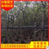 高山榕價格 福建基地 大量供應 園林綠化工程批發 規格齊全