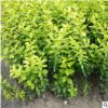 基地批發(fā)金葉女貞球 金葉女貞小苗 工程綠化苗木 規(guī)格齊全