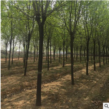 基地國槐 國槐小苗 國槐樹 黃金槐 規格品種齊全 園林行道樹