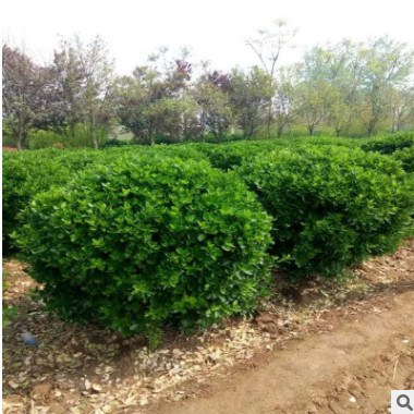 基地直銷 瓜子黃楊球 海桐球優質無刺枸骨球 毛娟球 等綠化