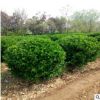 基地直銷 瓜子黃楊球 海桐球優質無刺枸骨球 毛娟球 等綠化