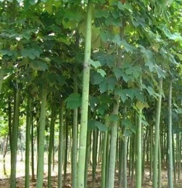 綠化苗木- 青桐 梧桐 青桐樹苗 中國梧桐 梧桐樹苗 桐麻 梧桐樹