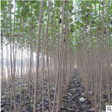 出售速生楊樹樹苗 各種規格107 108楊樹 行道綠紅葉楊樹苗.