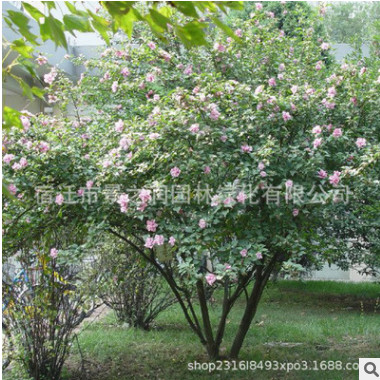 基地直銷木槿樹苗 綠化花木香氣宜人 可盆栽庭院觀花量大從優木槿