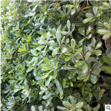 特價批發優質海桐球 四季常青海桐花苗 規格齊全 價格優惠