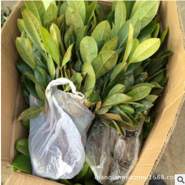 長期供應廣玉蘭苗 廣玉蘭小苗 綠化廣玉蘭 生長快適應范圍廣