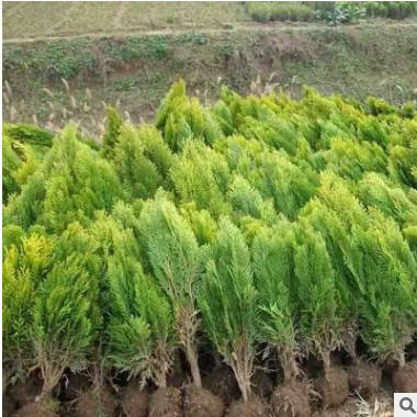 基地直銷灑金柏 庭院道路綠化小苗 易存活 歡迎選購灑金柏苗