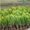 基地直銷灑金柏 庭院道路綠化小苗 易存活 歡迎選購灑金柏苗