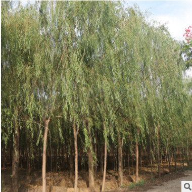 綠化工程苗木垂柳 苗圃大量種植垂柳 各種規格垂柳 量大優惠.