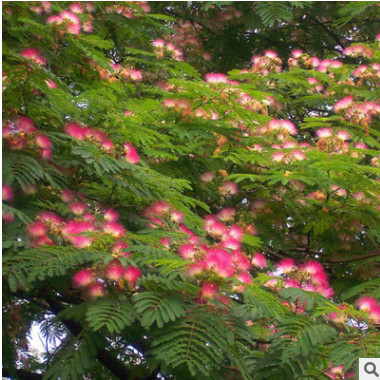 優質合歡樹苗基地批發 廠家直銷 工程綠化苗木 規格齊全貨源充足