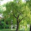 垂柳