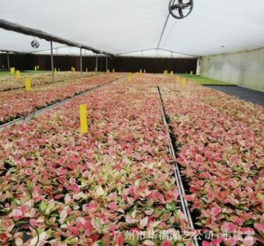 低價高檔室內綠植新品種粗肋草 吉利紅穴盤苗 廠家花卉種苗批發