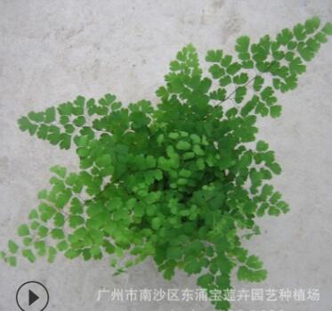 大量低價室內綠植鐵線蕨A90杯 廣州園林花卉植物迷你小盆栽批發