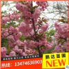 苗圃直銷 樹苗批發(fā) 園林綠化苗木 精品盆景盆栽觀賞花卉大櫻花樹