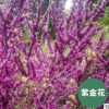 重慶刁月祥大量批發(fā)紫金花樹苗基地直供成活率高花卉 樹苗